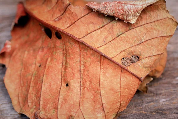 Seca las hojas sobre la madera — Foto de Stock