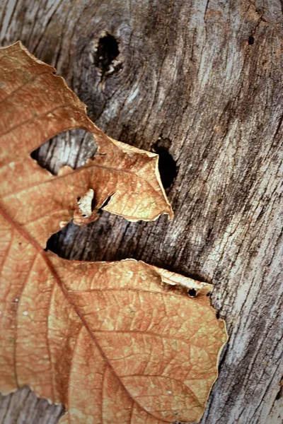 Trocknet Blätter auf Holz — Stockfoto