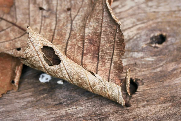 Seca las hojas sobre la madera —  Fotos de Stock