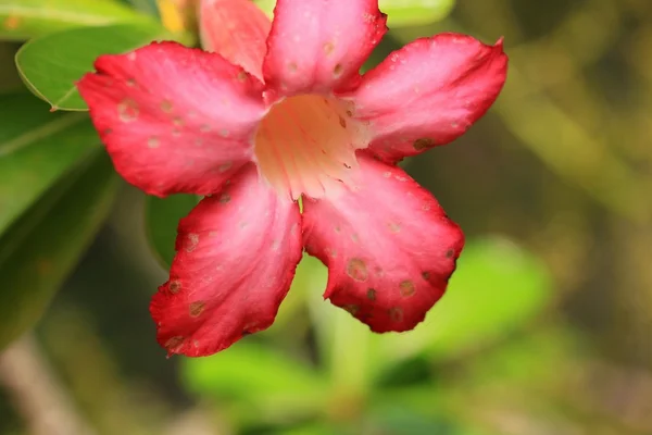 Impala lily adenium - pink flowers — Stock Photo, Image