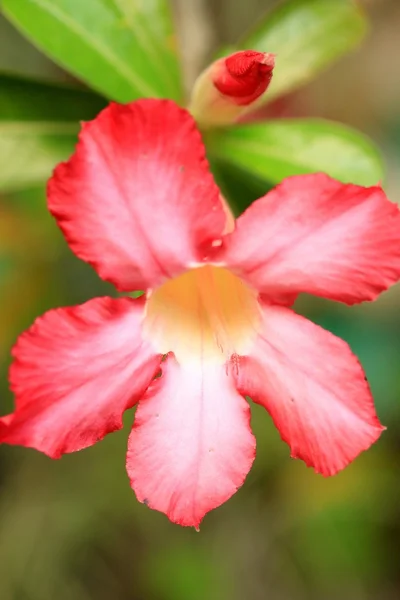 Impala lily adenium - pink flowers — Stock Photo, Image