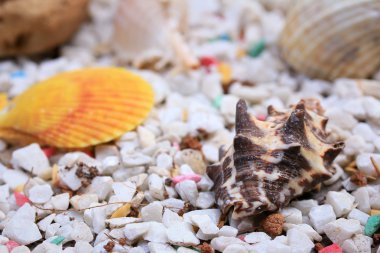 Deniz kabukları üzerinde taş
