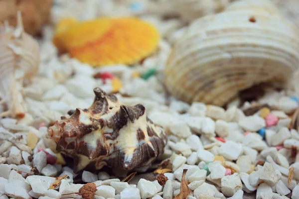 在石头上的海贝壳 — 图库照片