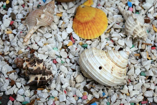 石の上の海の貝殻 — ストック写真