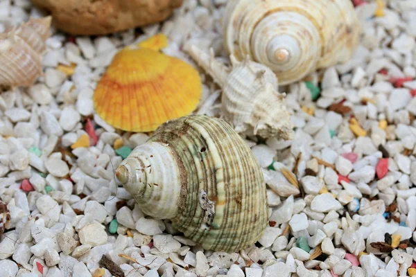 Sea shells on stone — Stock Photo, Image