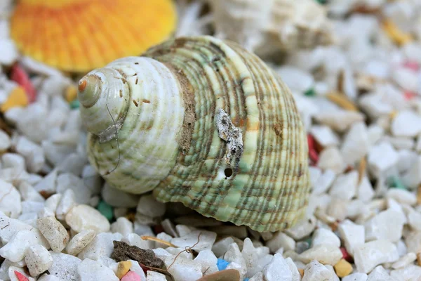 Conchiglie di mare su pietra — Foto Stock