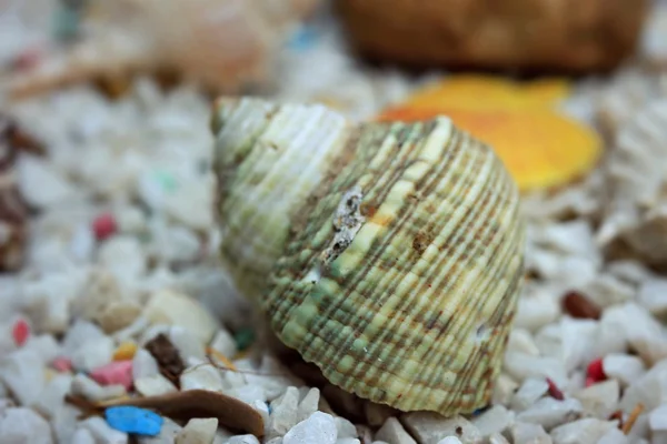 Conchiglie di mare su pietra — Foto Stock