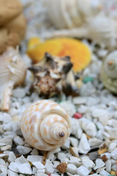 Conchiglie di mare su pietra — Foto Stock