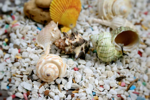 Conchiglie di mare su pietra — Foto Stock