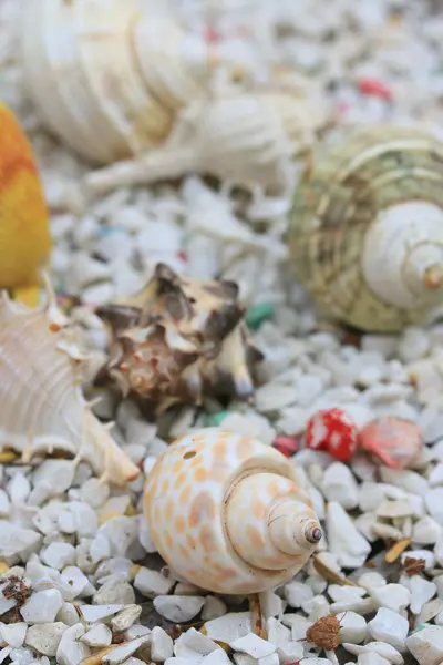 Conchiglie di mare su pietra — Foto Stock