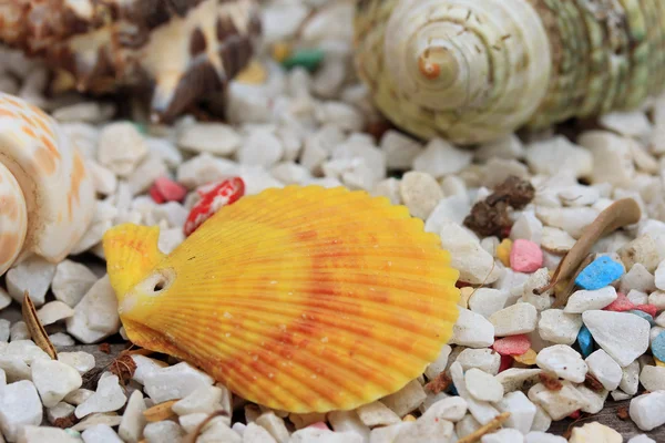 Conchiglie di mare su pietra — Foto Stock