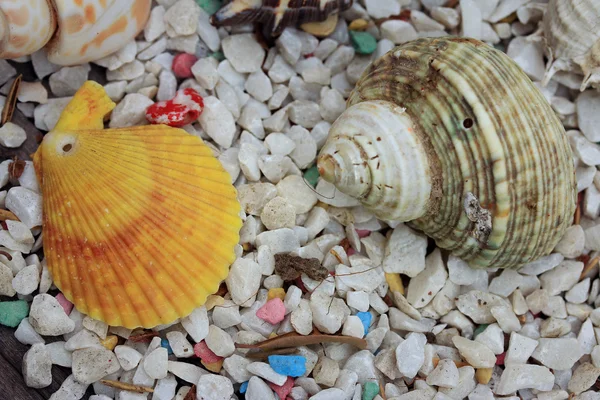 Conchiglie di mare su pietra — Foto Stock