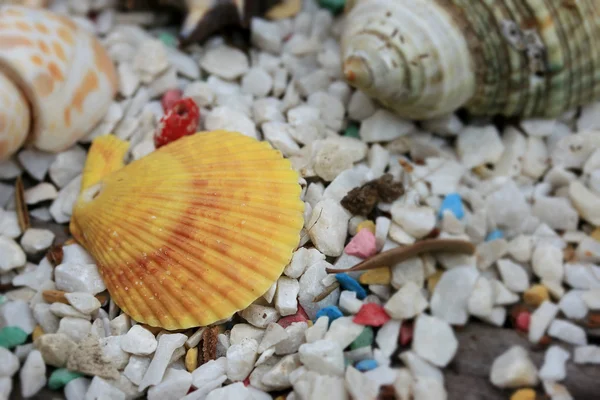 Conchas de mar sobre piedra — Foto de Stock