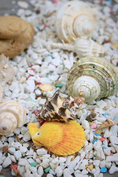 Морські мушлі на камені — стокове фото