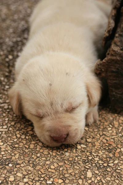 Labrador puppy is sleeping — Stock Photo, Image