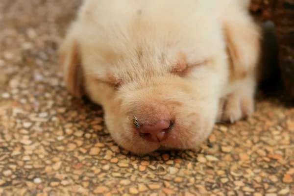 Labrador puppy is sleeping — Stock Photo, Image