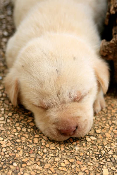 Labrador puppy is sleeping — Stock Photo, Image