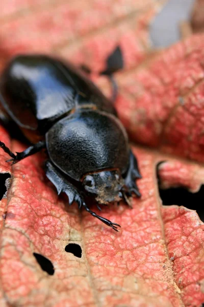 Dung scarabée sur les feuilles sèches — Photo