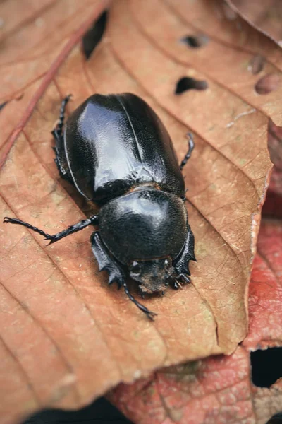 Dynga skalbaggen på torkar blad — Stockfoto