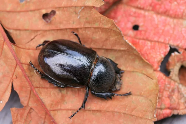 Dung beetle on dries leaves — Stock Photo, Image