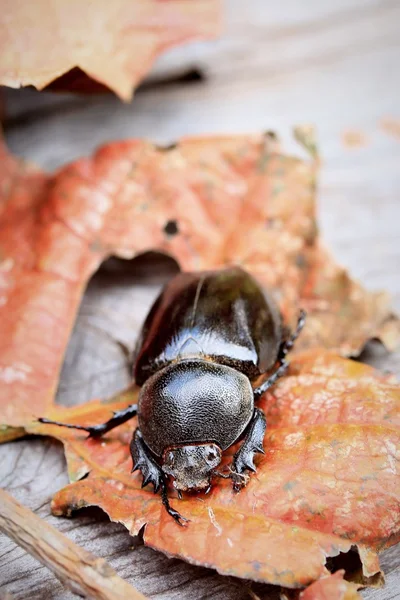 Bok böceği kurur yapraklarda — Stok fotoğraf