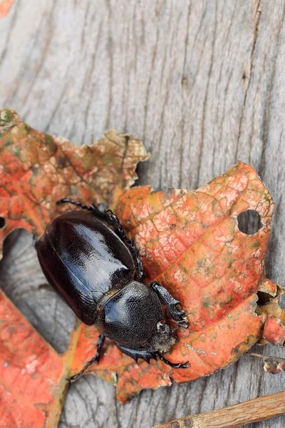 Dung beetle on dries leaves — Stock Photo, Image