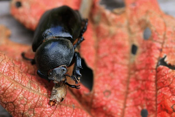 Dung scarabée sur les feuilles sèches — Photo