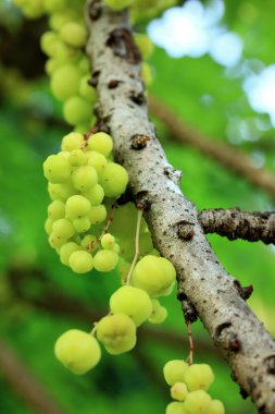 yıldız bektaşi üzümü meyve ağacı üzerinde
