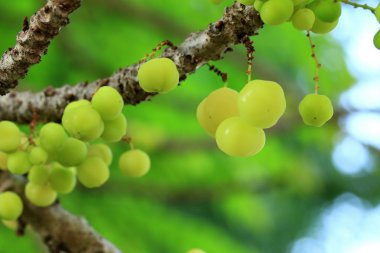 yıldız bektaşi üzümü meyve ağacı üzerinde
