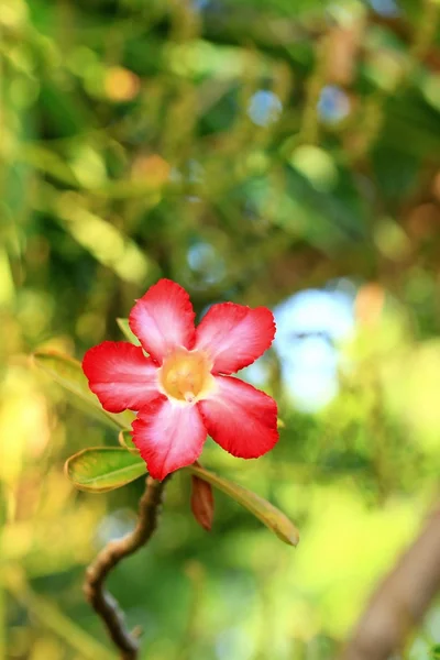 Impala giglio adenio - fiori rosa — Foto Stock