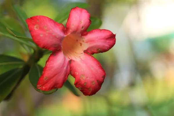 Impala lily Woestijnroos - roze bloemen — Stockfoto