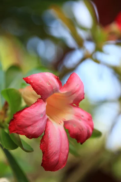 黑斑羚百合沙漠-粉红色花 — 图库照片