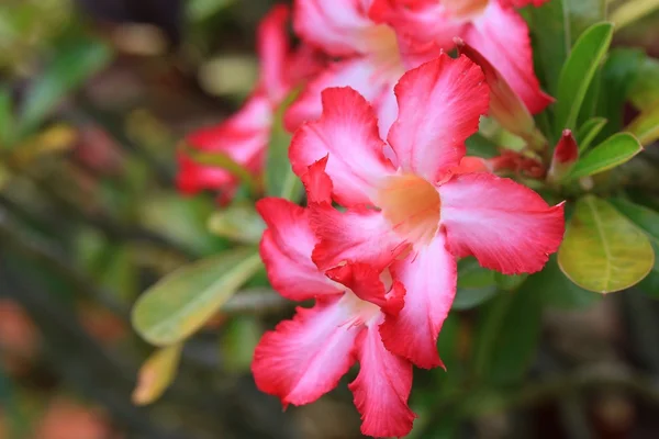 Impala lily adenium - růžové květy — Stock fotografie