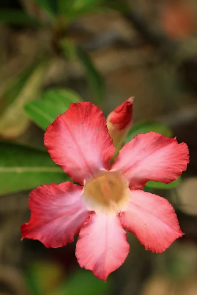 Impala lirio adenium - flores rosadas —  Fotos de Stock