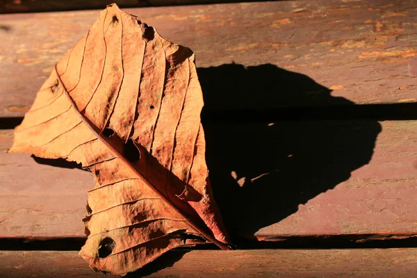 Sèche les feuilles avec ombre — Photo