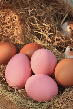 pembe korunmuş yumurta turşusu