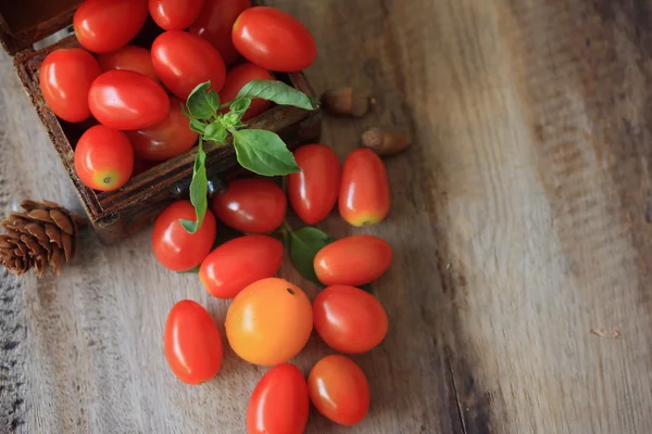 Čerstvá rajčata s mátou listy — Stock fotografie