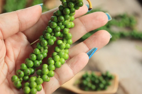 Semillas de pimienta verde fresca —  Fotos de Stock