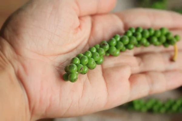 Semillas de pimienta verde fresca —  Fotos de Stock