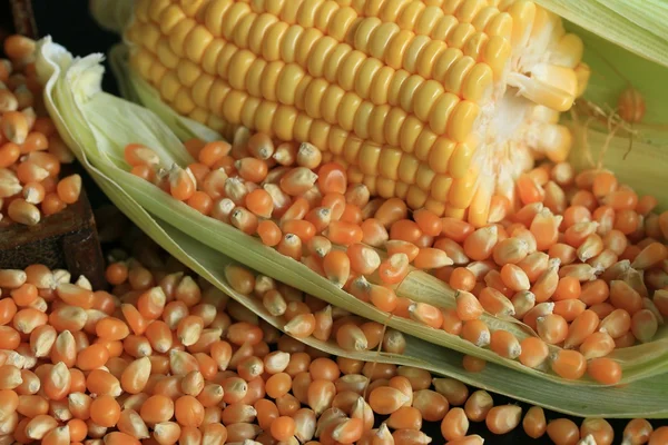 Corn and dried seeds — Stock Photo, Image