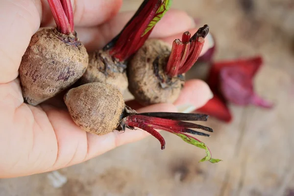 Fresh beetroot small size — Stock Photo, Image