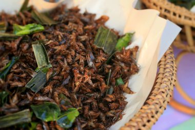 Çok ipekböceği pupa