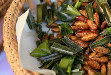 Çok ipekböceği pupa