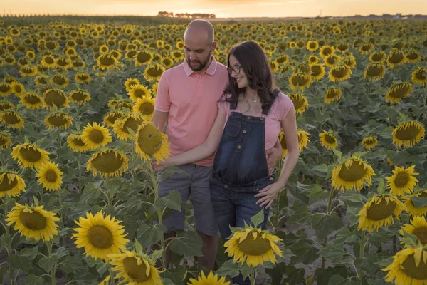 Alegre Pareja Caucásica Sesión Maternidad Campo Girasol Durante Puesta Del — Foto de Stock