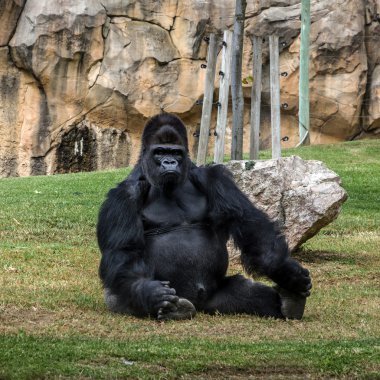 Siyah goril otururken, Lisbon zoo, Portekiz.