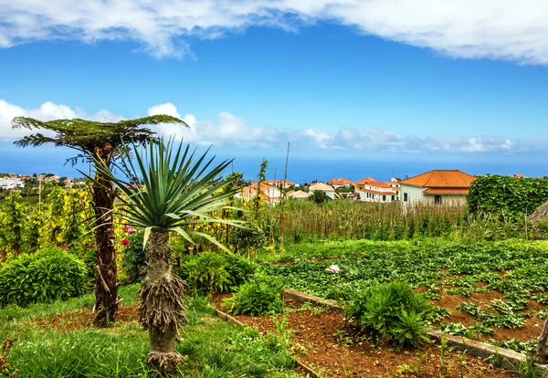 Ön Madeira, Portugal landsbygdens landskap, byn Santana — Stockfoto