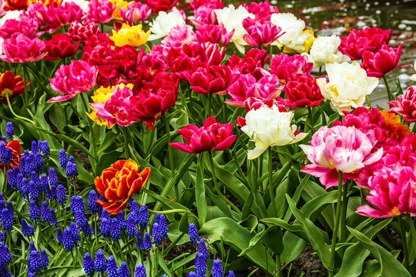 Kwiatów tulipanów, Kwietnik, Holandia — Zdjęcie stockowe