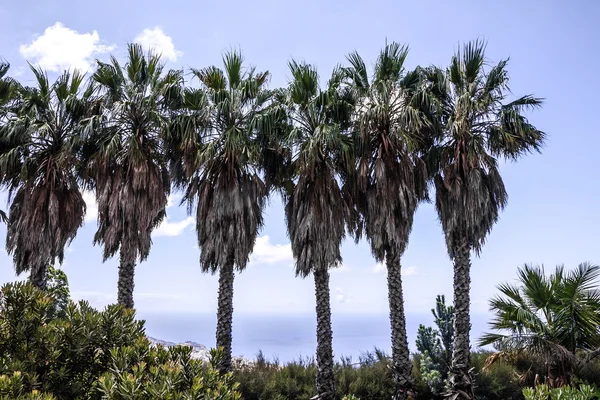 Palmbomen. Tropical Botanical Garden in Funchal, Madeira island — Stockfoto