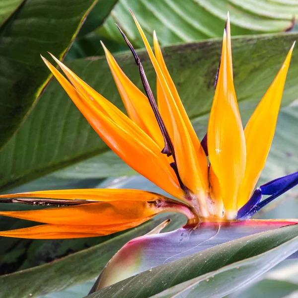Strelitzia trópusi virág, a paradicsommadár, a Madeira szigetén, Fu — Stock Fotó