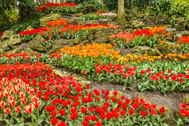 Lale Keukenhof Bahçe, Hollanda, Hollanda